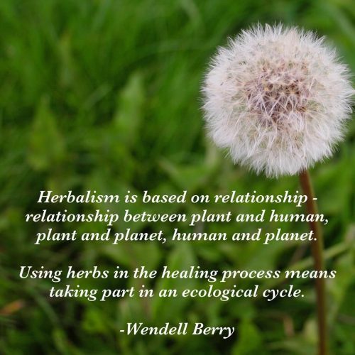 herbalism quote bioilfe zaytouna